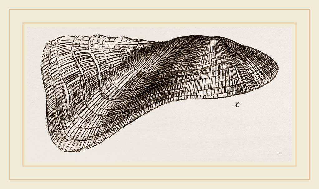 Detail of Tortuous Ark by Anonymous