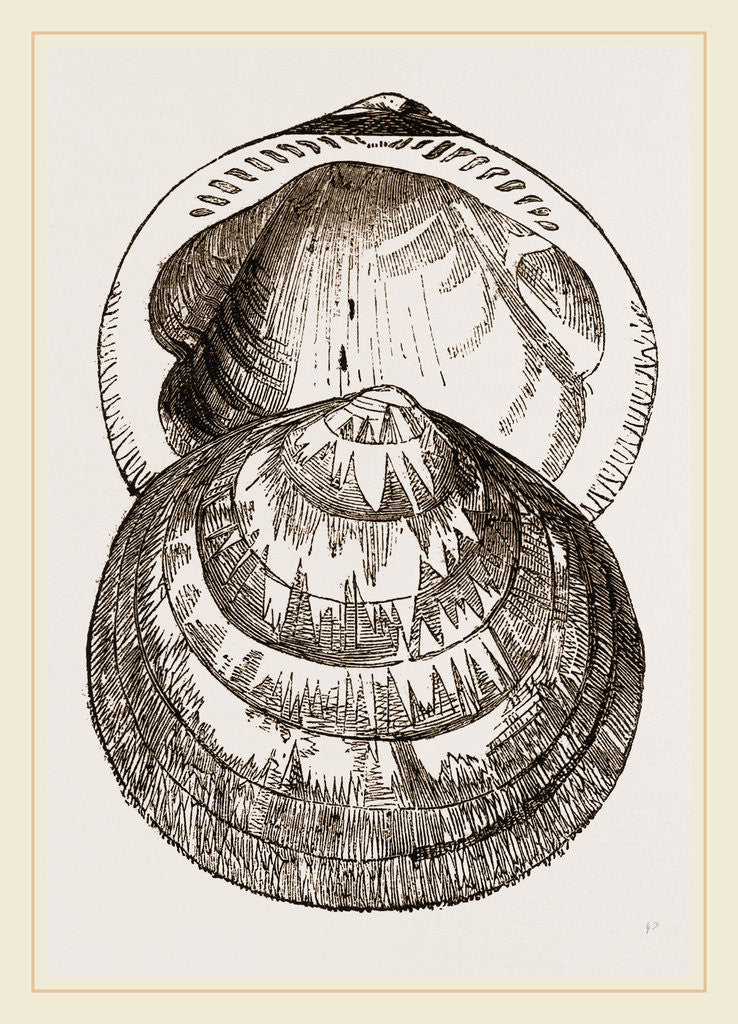 Detail of Hairy Pectunculus by Anonymous