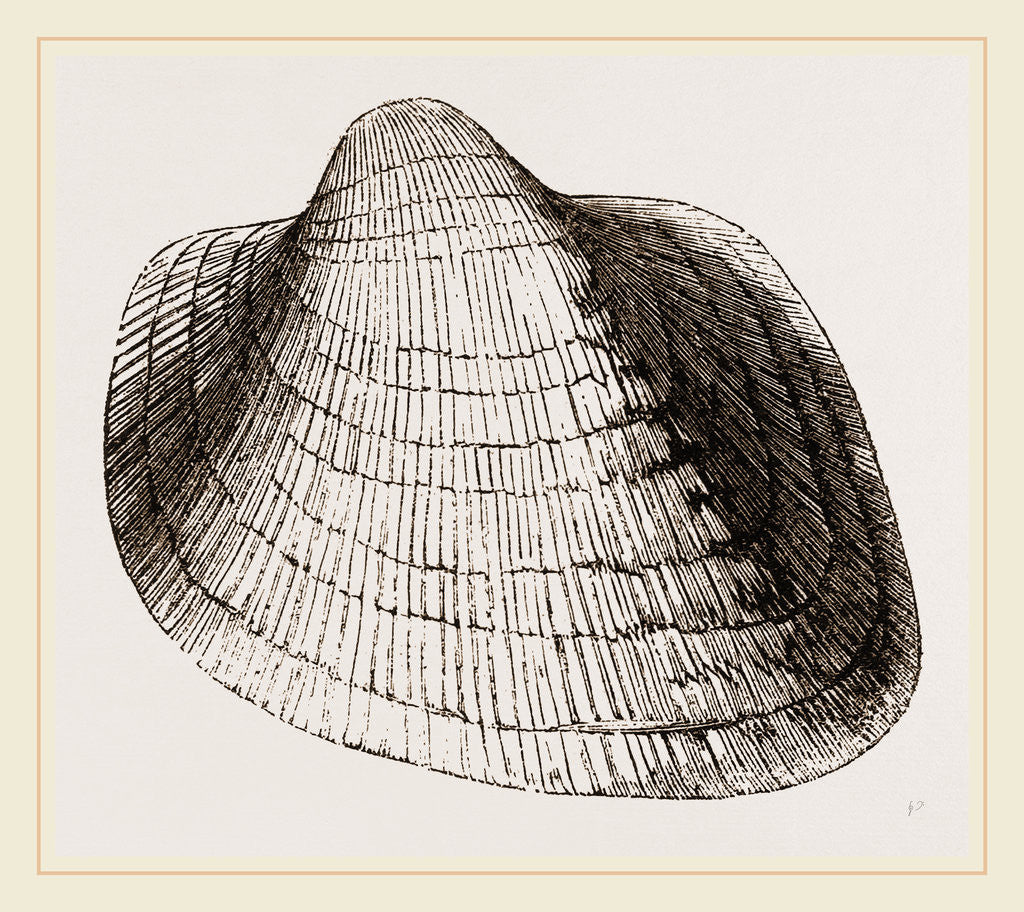 Detail of Eared Cumllaea by Anonymous