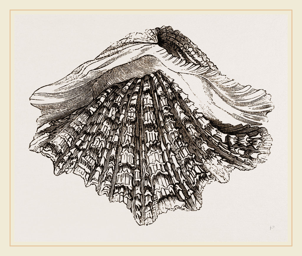 Detail of Spotted Tridacna by Anonymous