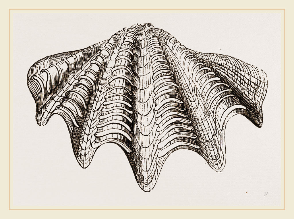 Detail of Giant Tridacna by Anonymous