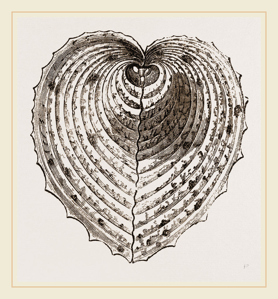 Detail of Cardium Cardissa by Anonymous