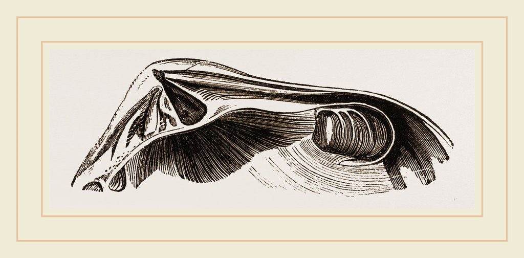 Detail of Common Crassatella by Anonymous