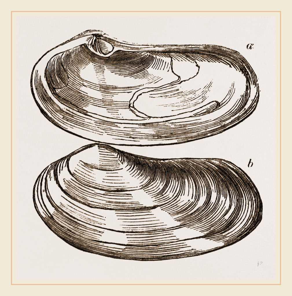 Detail of Solen-like Lutraria by Anonymous