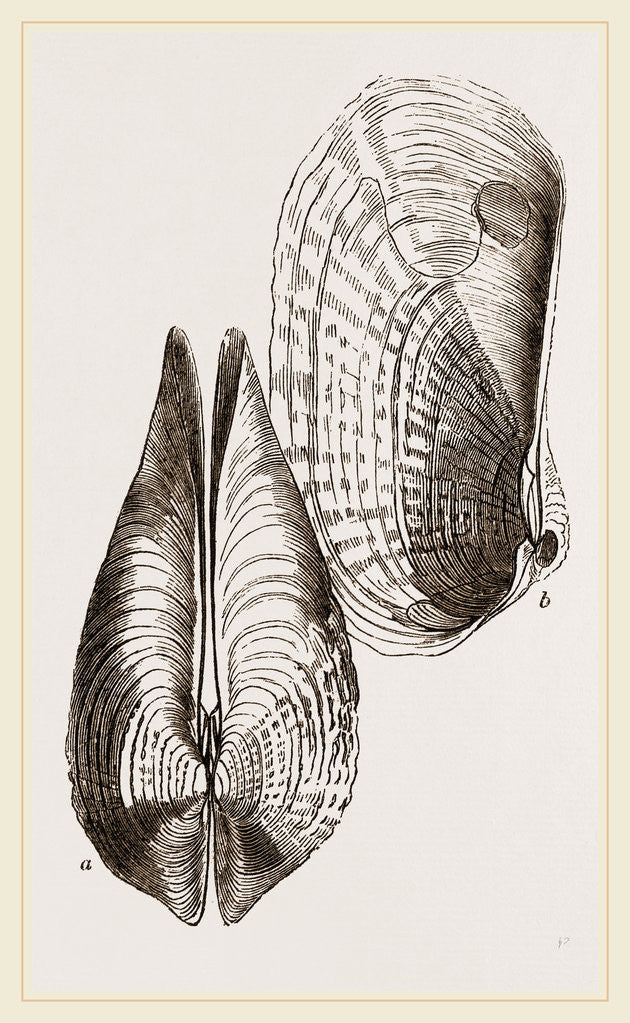 Detail of White Pholadomya by Anonymous
