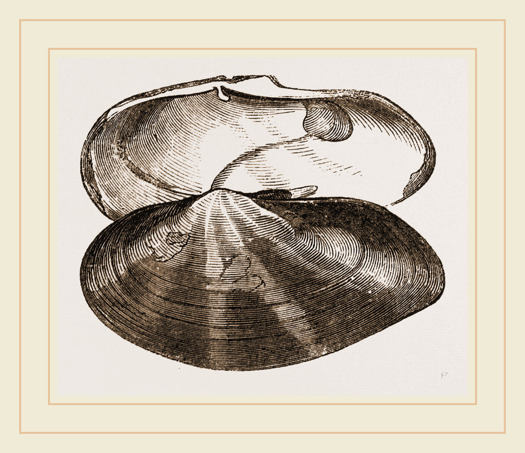 Detail of Radiated Soletellina by Anonymous