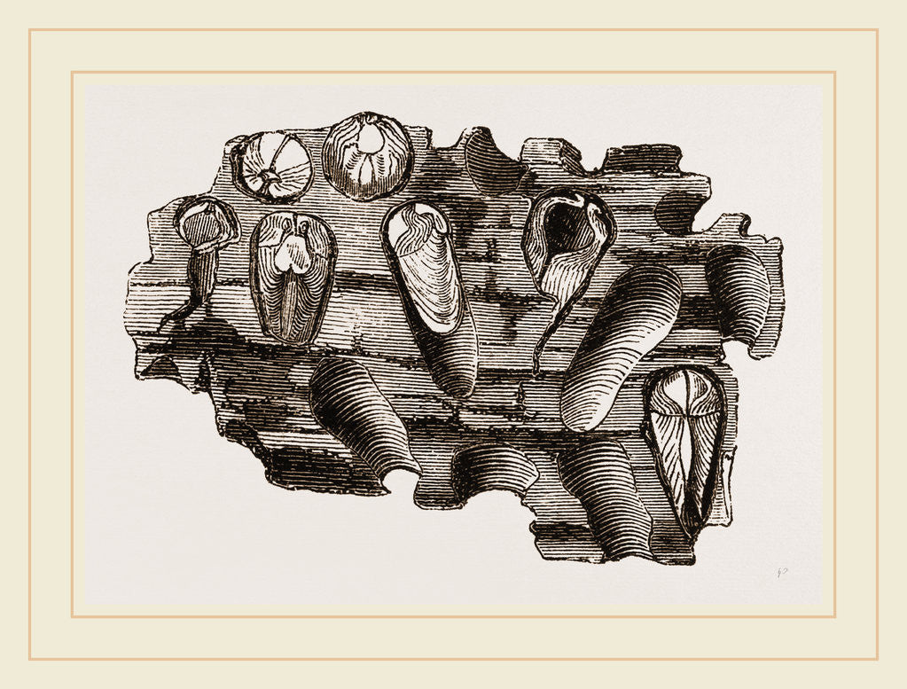 Detail of Pholas striatus in wood by Anonymous
