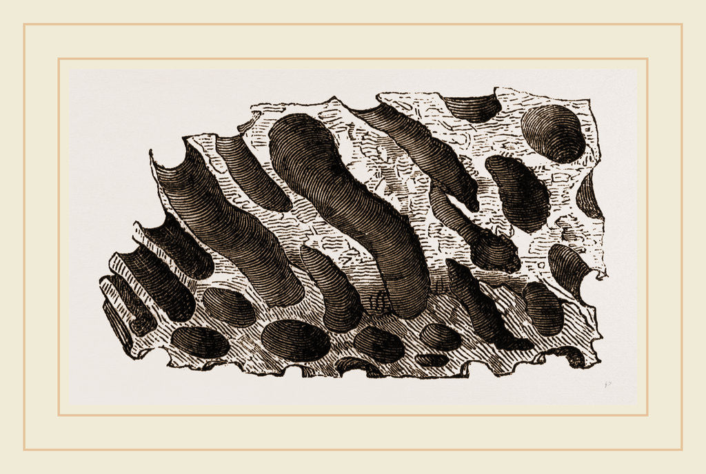 Detail of Wood perforated by Teredo navalis by Anonymous
