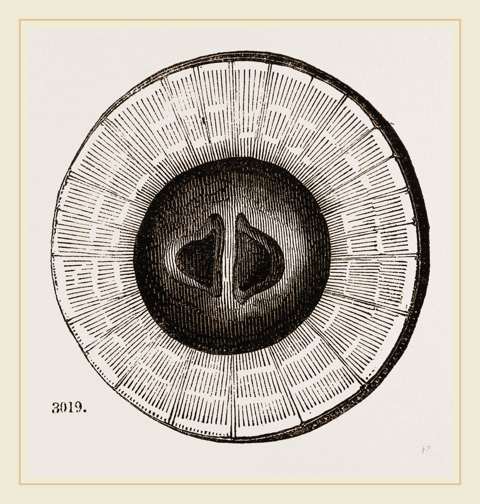 Detail of Transverse Sections of Shell Teredo gigantea by Anonymous