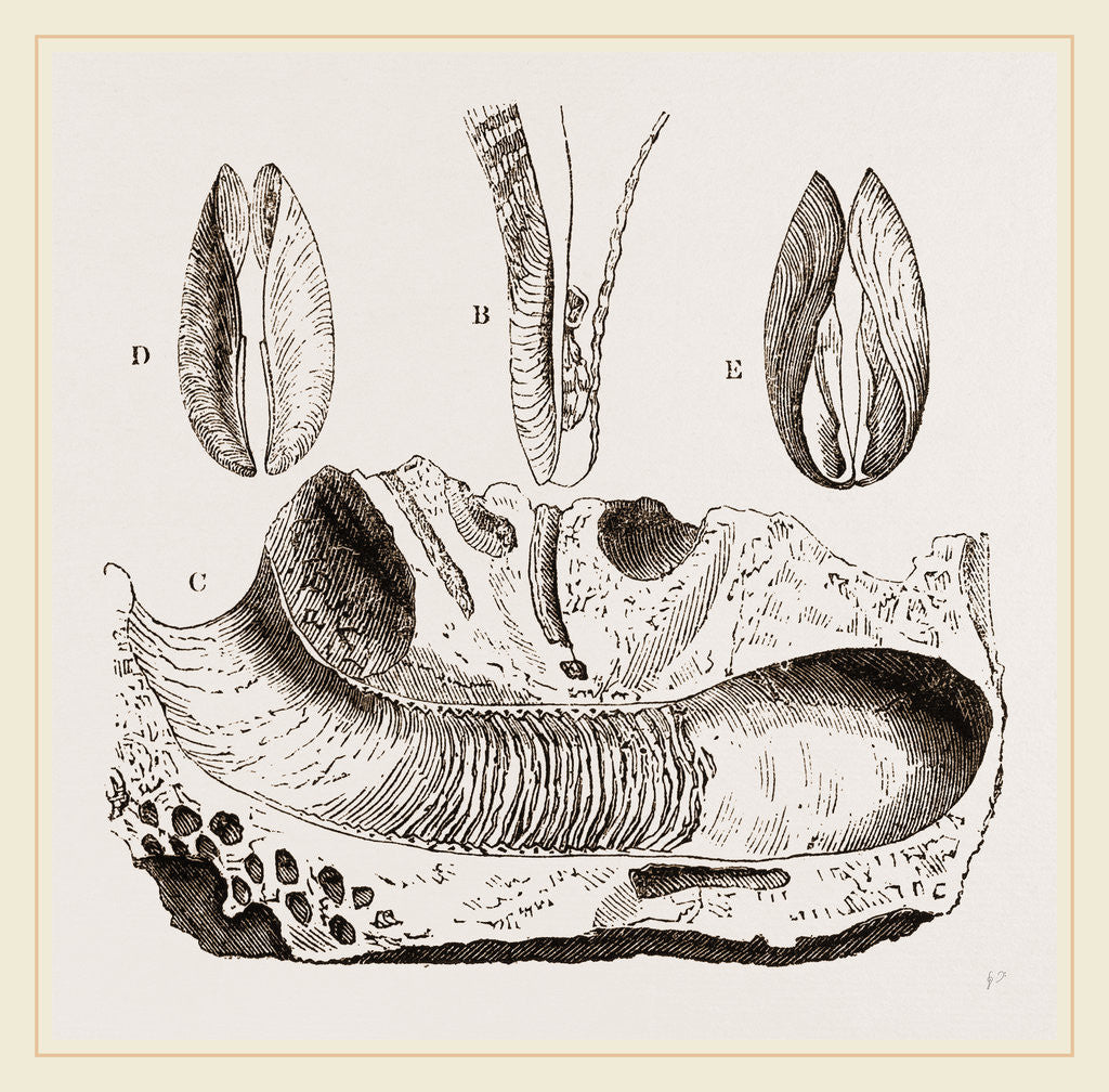 Detail of Gastrochaena by Anonymous