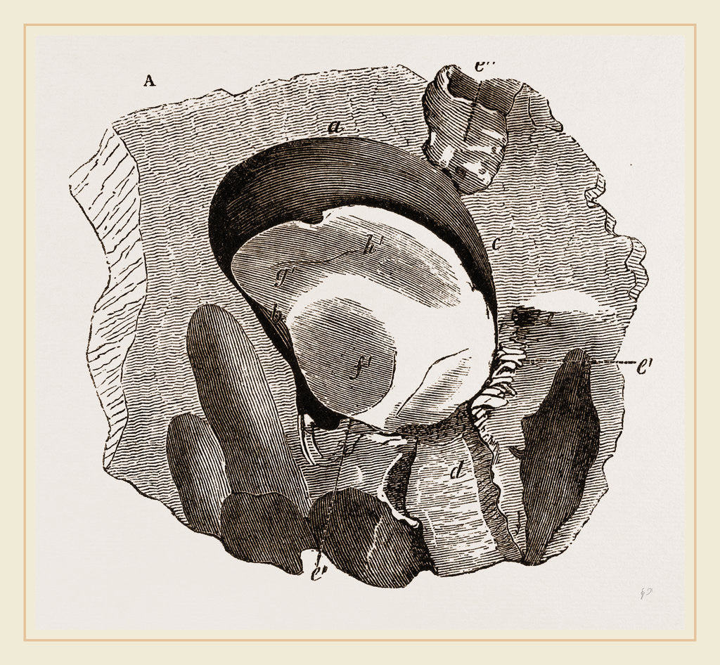 Detail of Clavagella by Anonymous