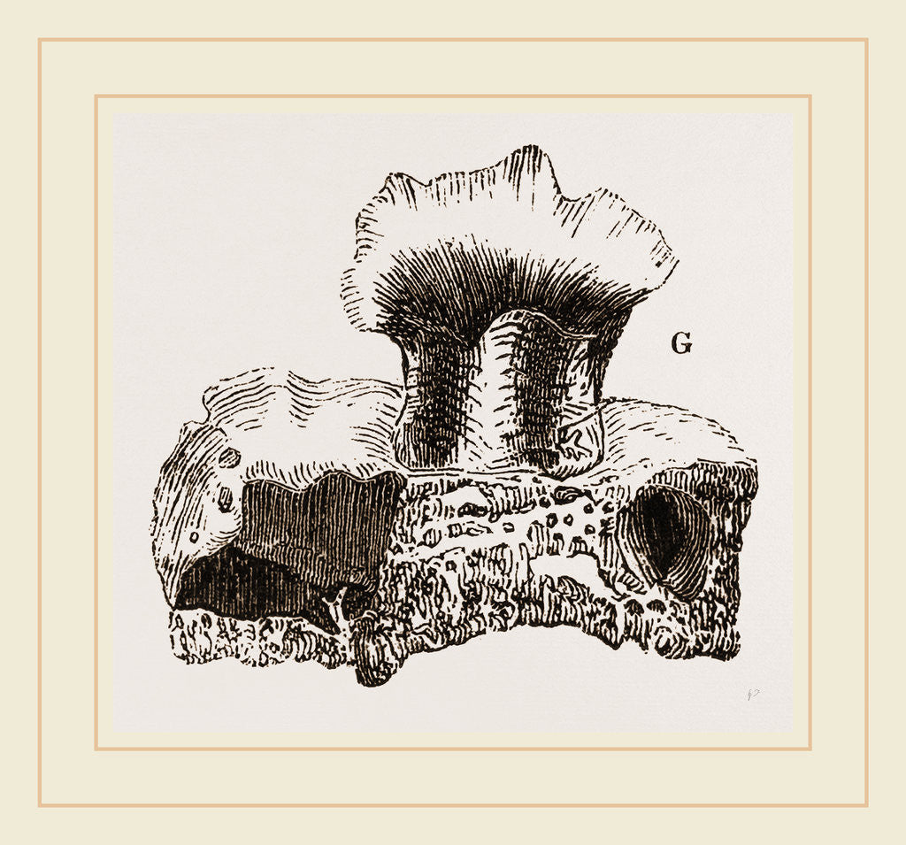 Detail of Clavagella by Anonymous