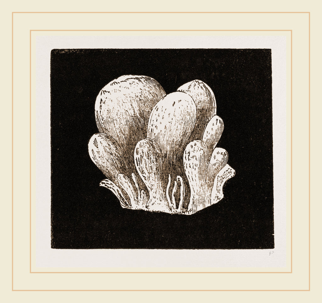 Detail of Amaroucium proliferum by Anonymous