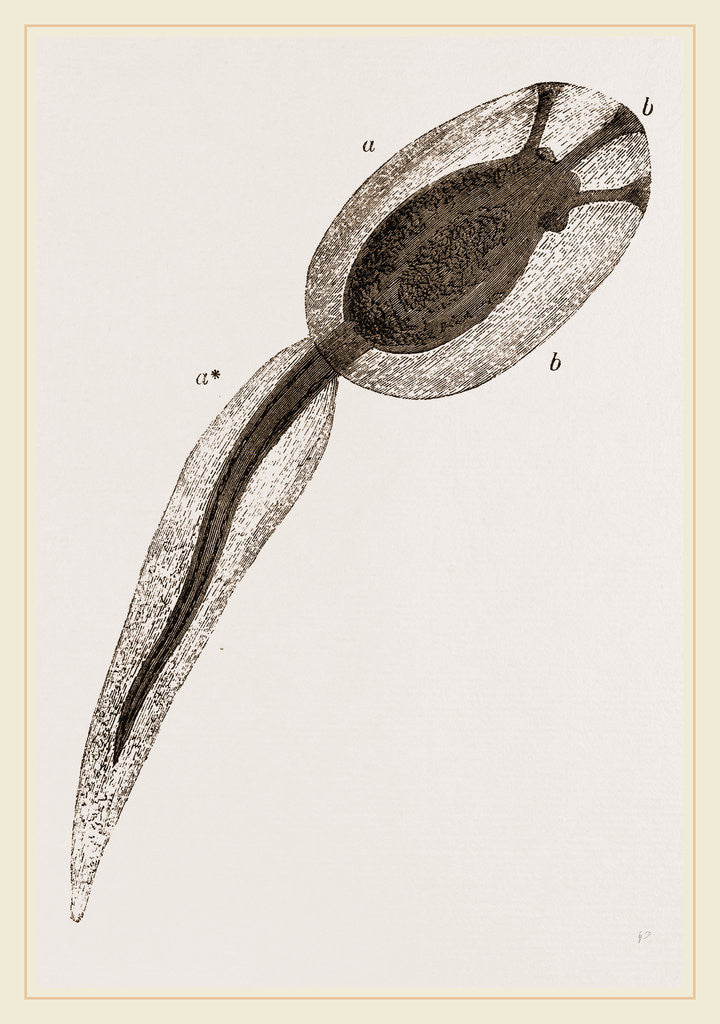 Detail of Tadpole of Amaroucium proliferum magnified by Anonymous