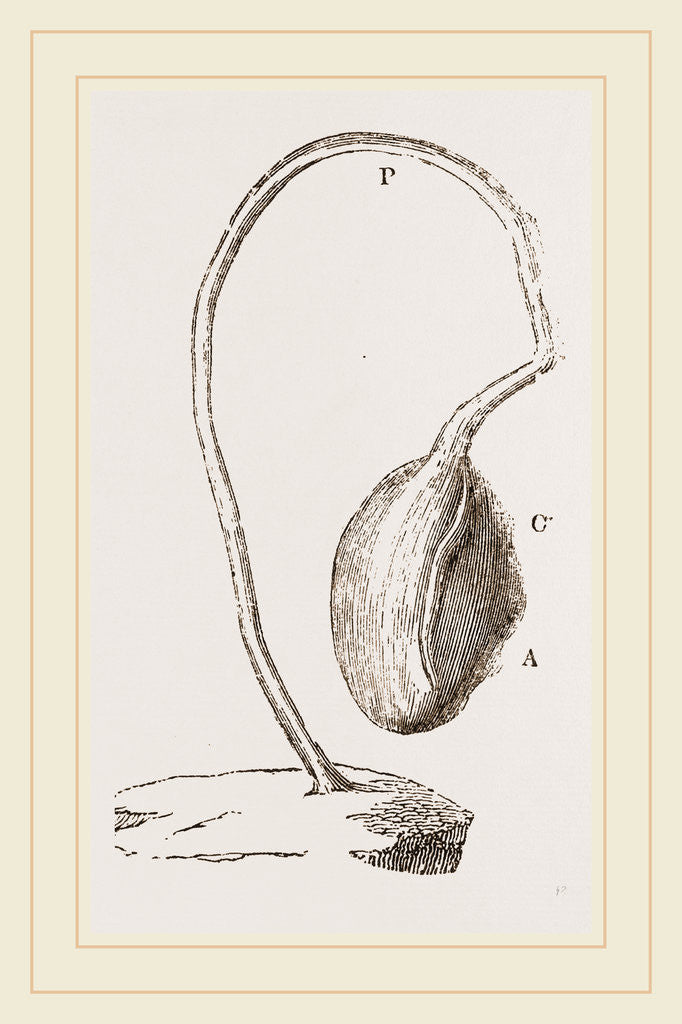 Detail of Boltenia reniformis by Anonymous
