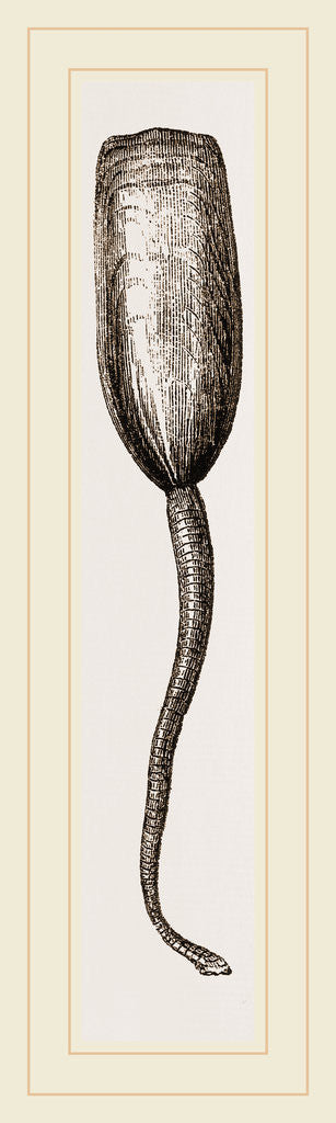 Detail of Lingula anatina by Anonymous