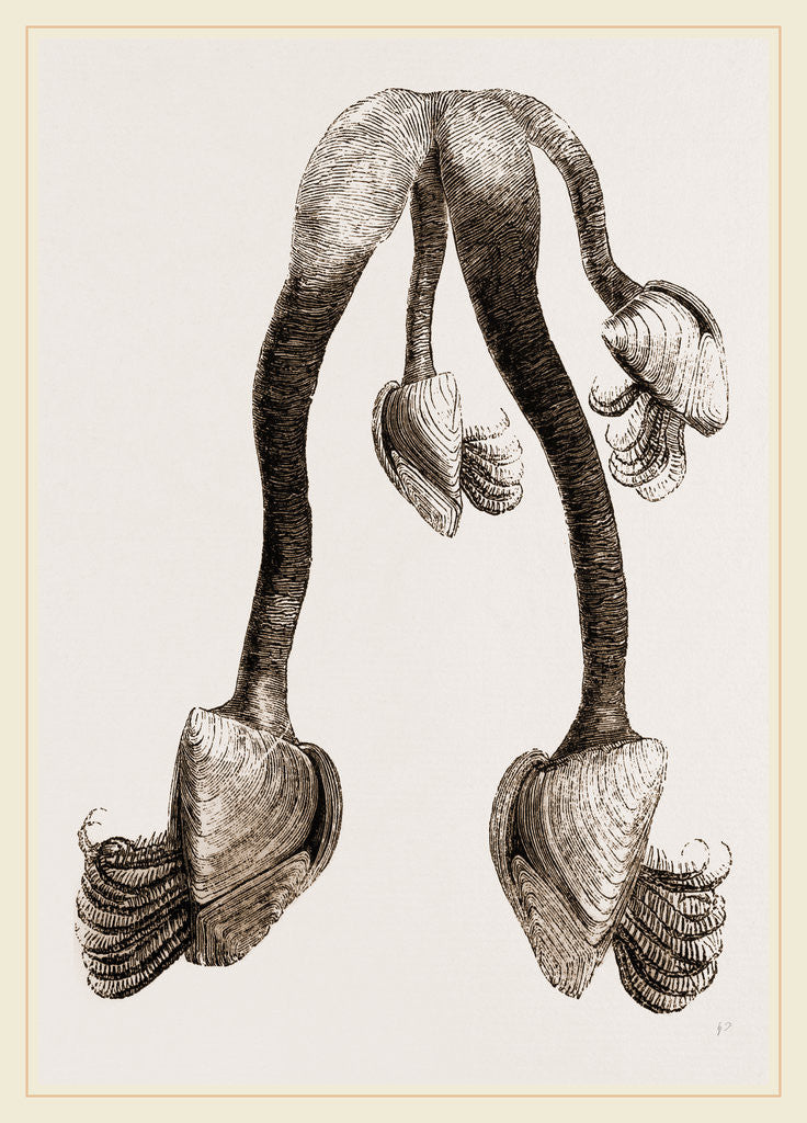 Detail of Common Bernicle by Anonymous