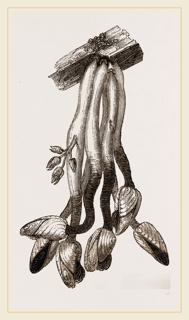 Detail of Duck Bernicle by Anonymous