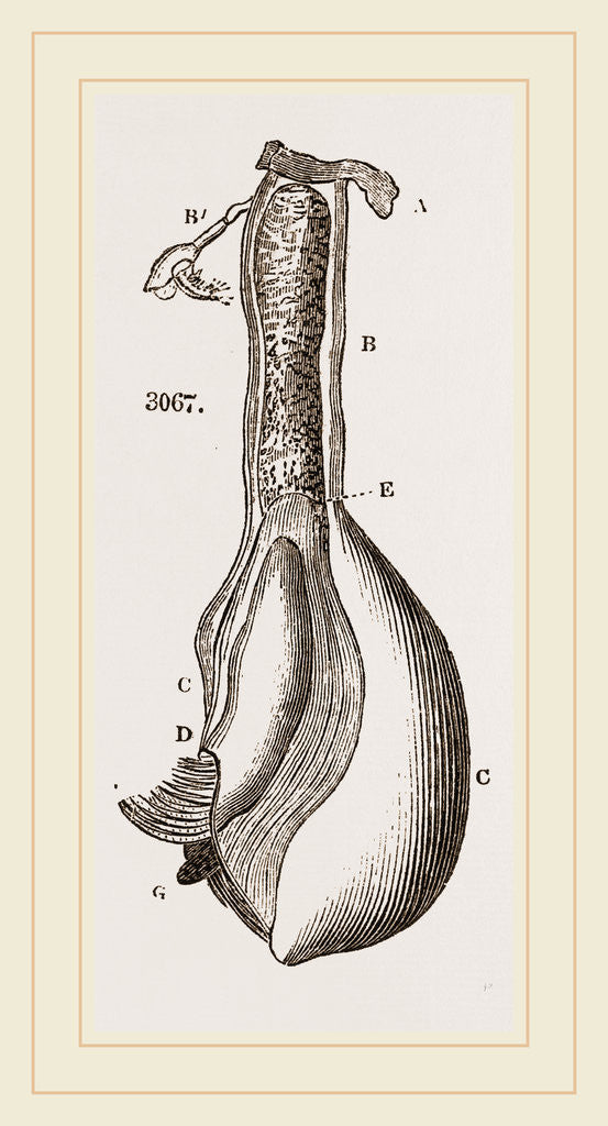 Detail of Anatomy of Berniele by Anonymous