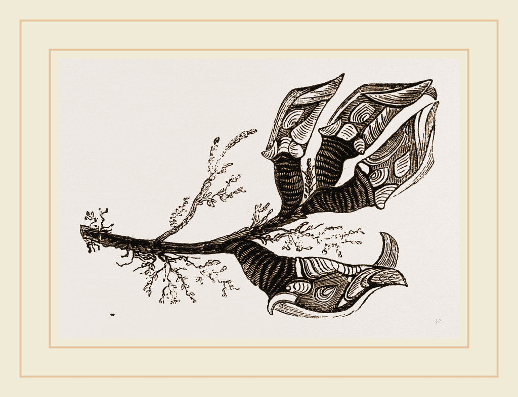Detail of Sealpellum vulgare by Anonymous