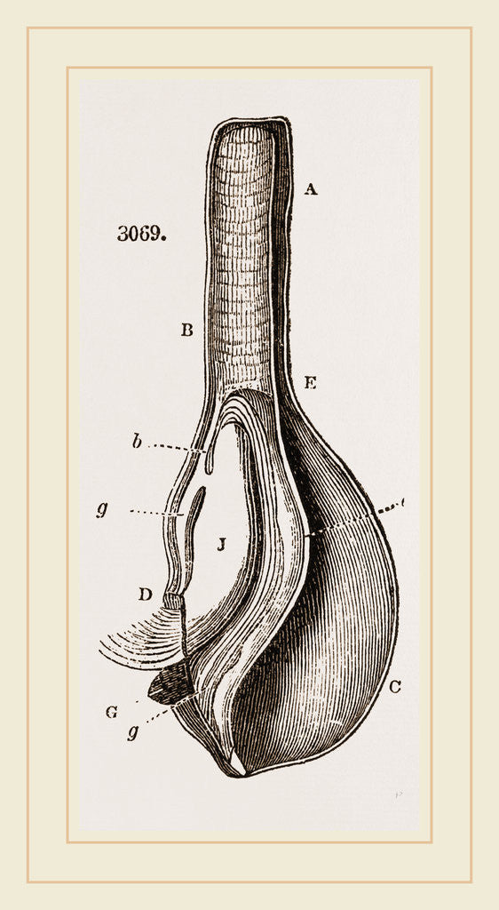 Detail of Anatomy of Bernicle by Anonymous