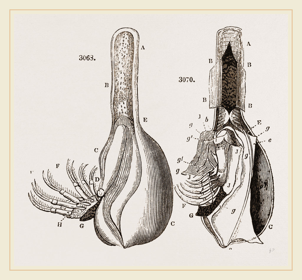 Detail of Anatomy of Bernicle by Anonymous