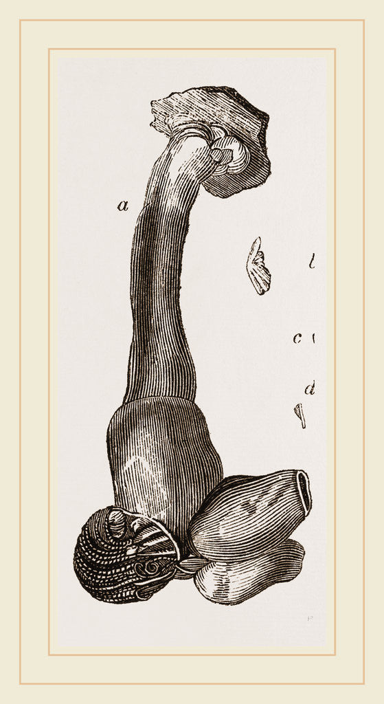 Detail of Gymnolepas Cuvieri by Anonymous