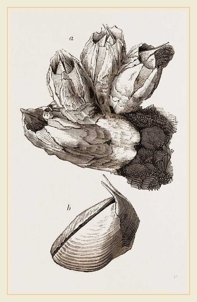 Detail of Ealanus Psittacus by Anonymous
