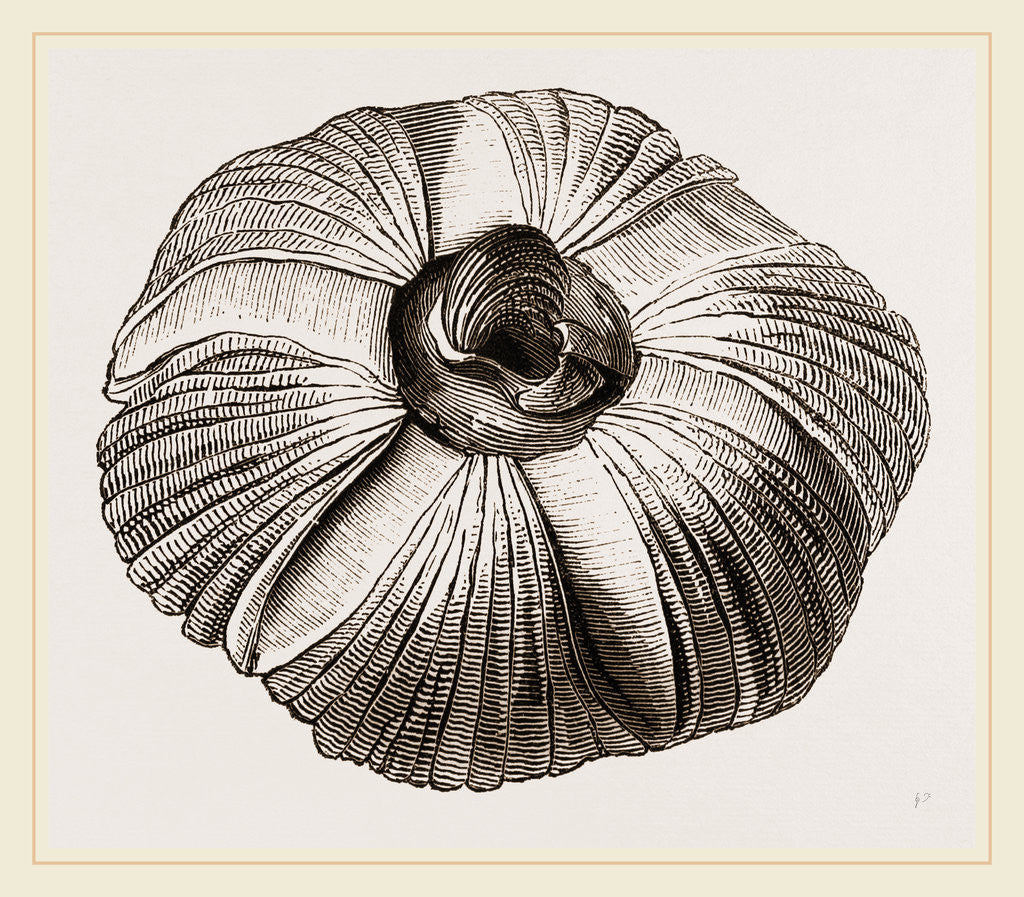 Detail of Coronula Balaenaris by Anonymous