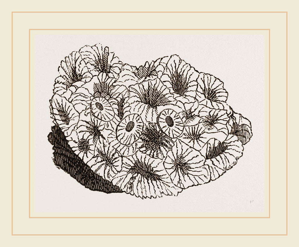 Detail of Pyrgoma crenatum by Anonymous