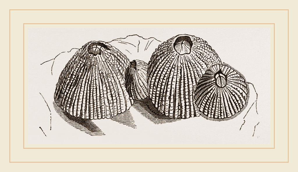 Detail of Conic porosa by Anonymous