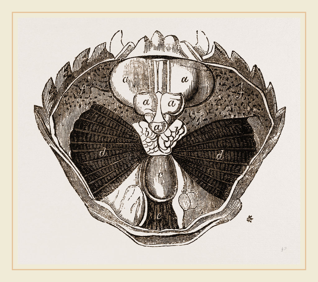 Detail of Carcinus maenas open by Anonymous