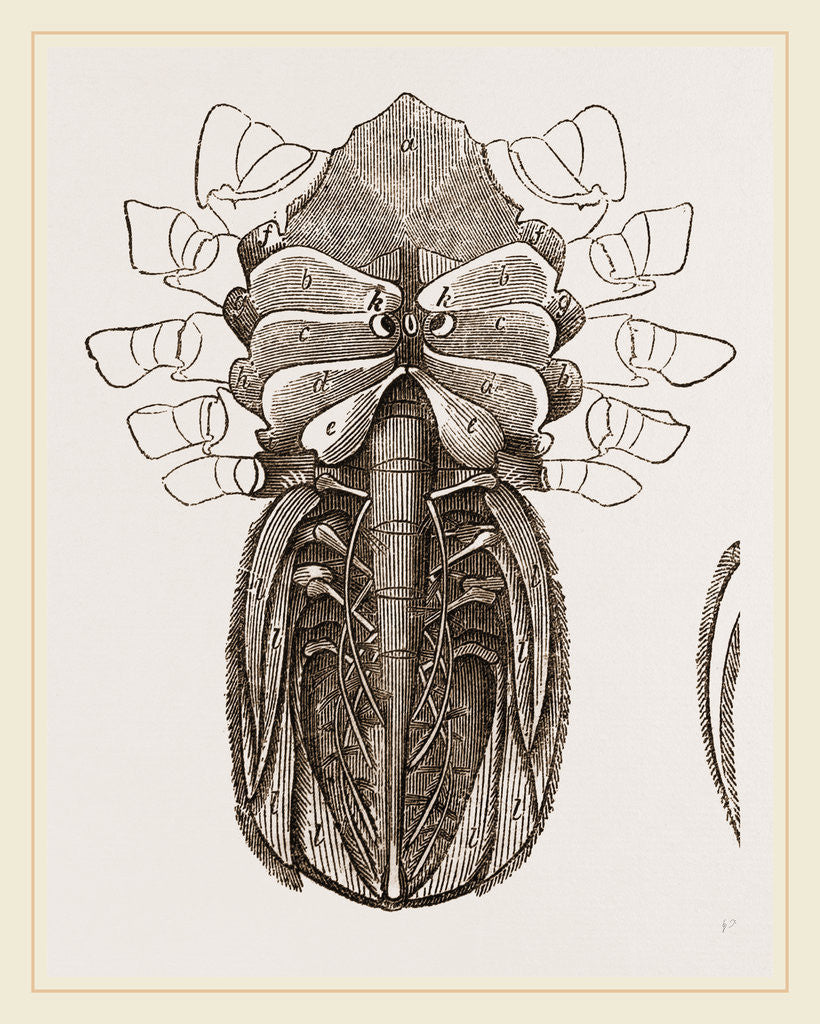 Detail of Under side of Female Crab by Anonymous