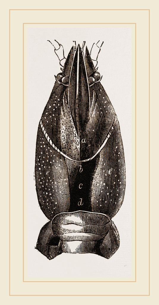 Detail of Carapace of Astacus fluviatilis by Anonymous