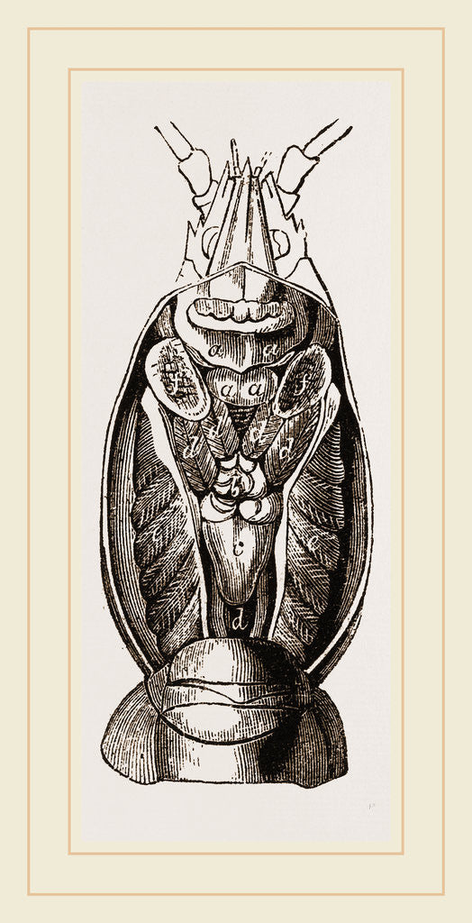 Detail of Astacus fluviatilis open by Anonymous