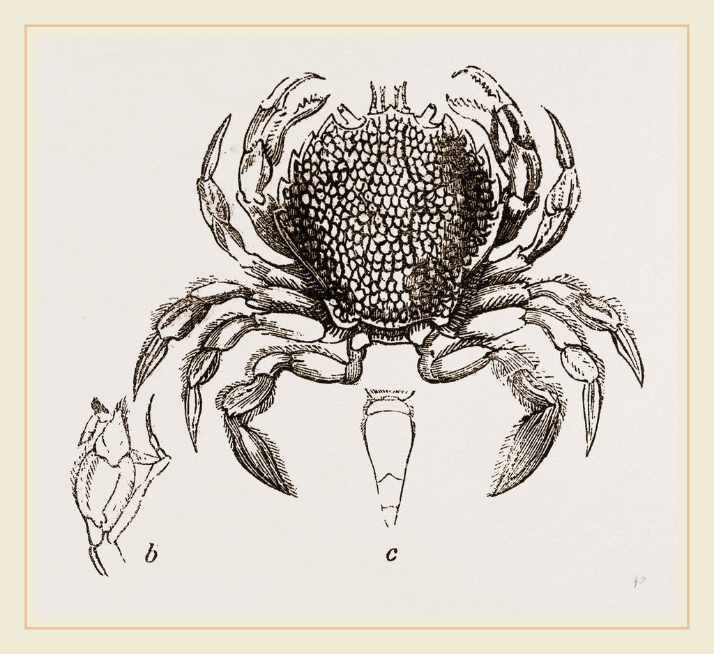 Detail of Portumnus variegatus by Anonymous