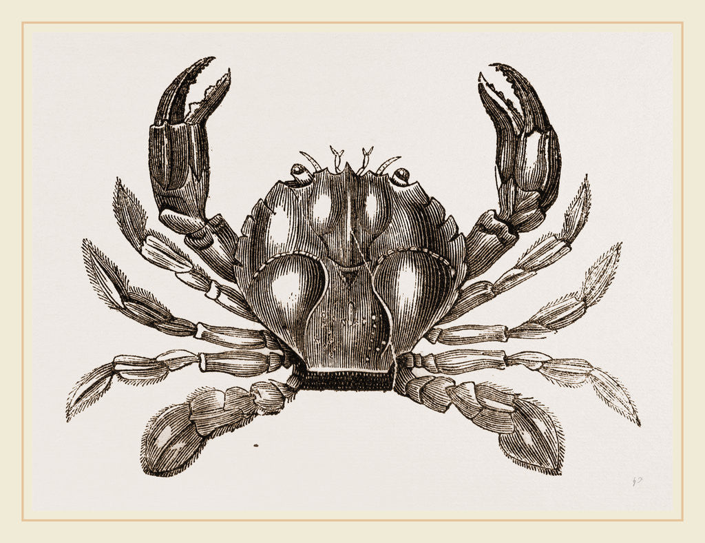 Detail of Polybius Henslowii by Anonymous