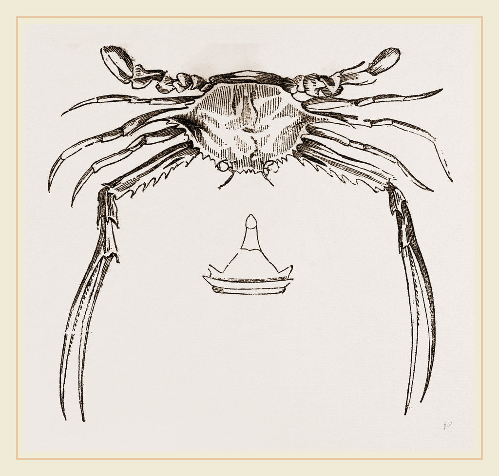 Detail of Lupea forceps by Anonymous