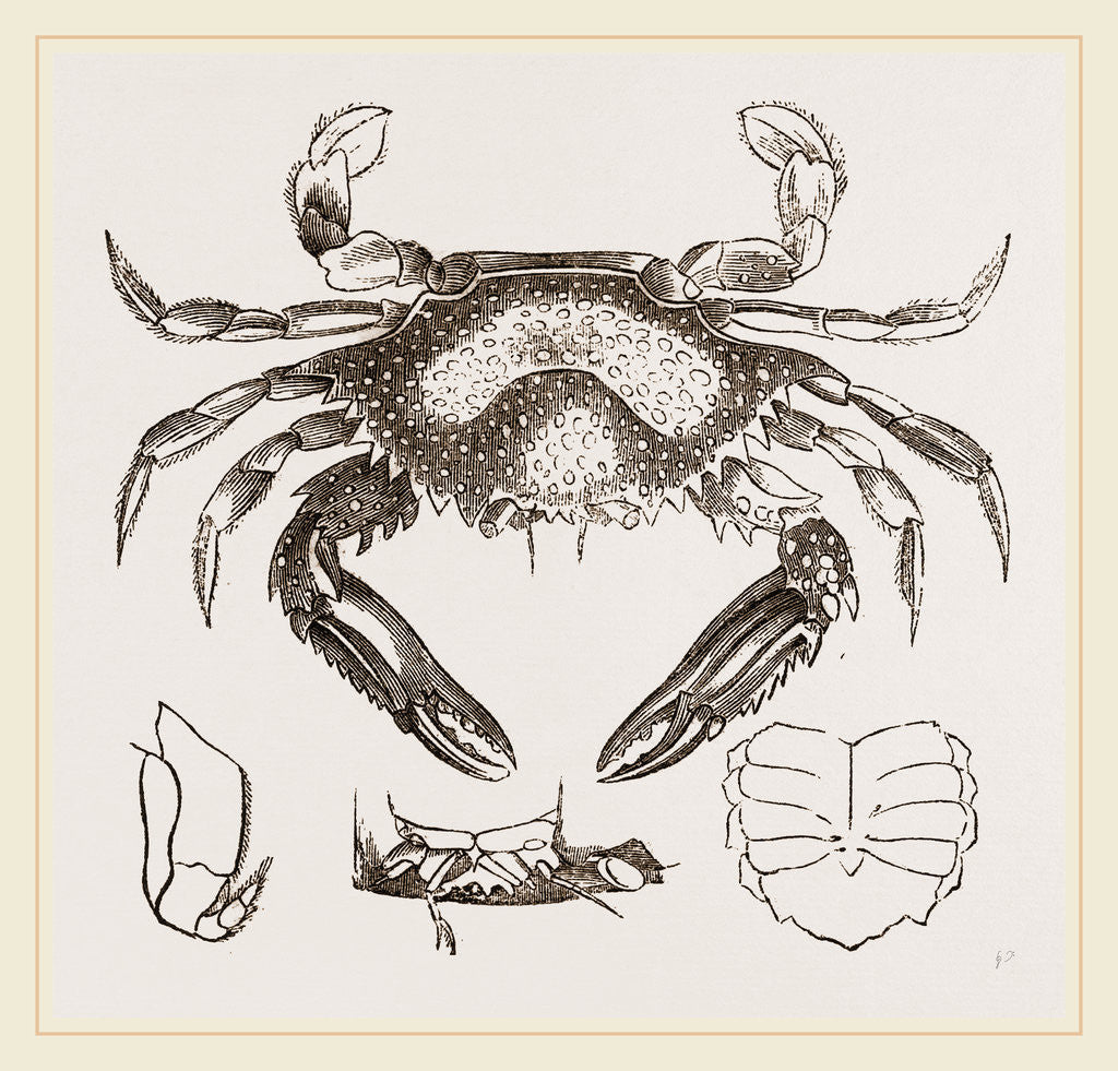 Detail of Lupea cribraria and details by Anonymous