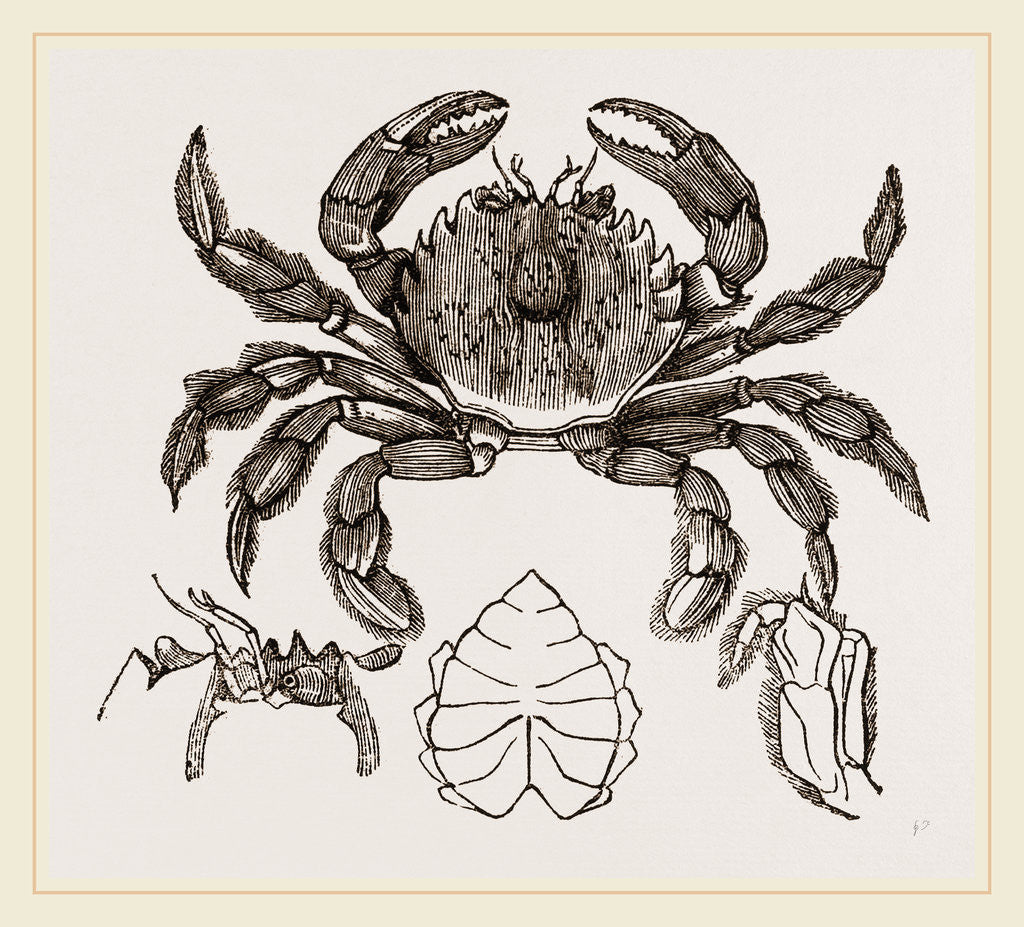 Detail of Platyonychus bipustulatus by Anonymous