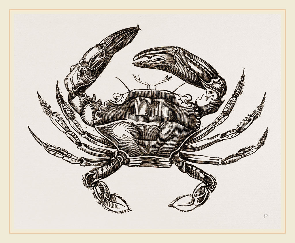 Detail of Thalamita Chaptallii by Anonymous