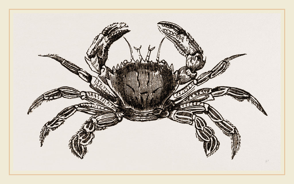 Detail of Portunus puber by Anonymous