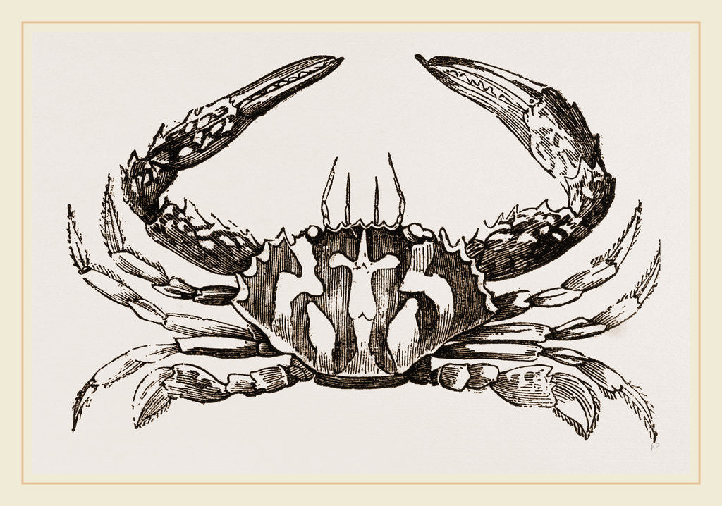 Detail of Thalamita crucifera by Anonymous