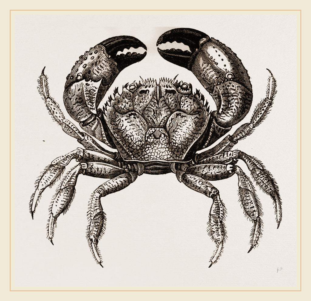 Detail of Eriphia spinifrons by Anonymous