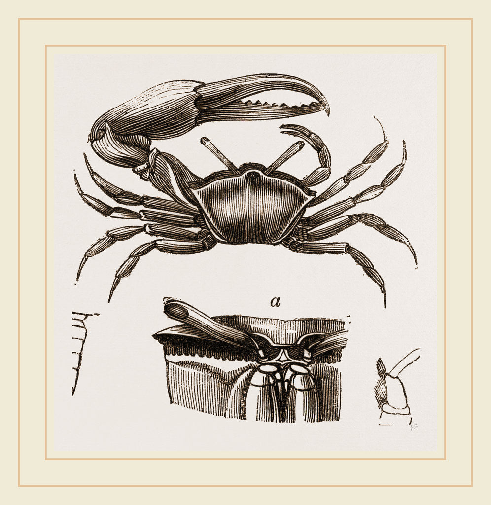 Detail of Gelasimus annulipes by Anonymous