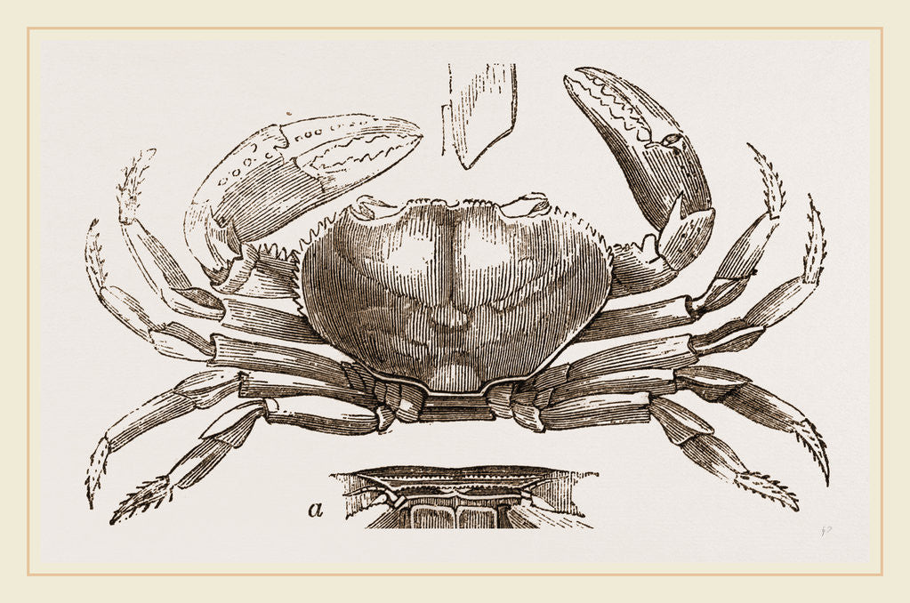 Detail of Boscia dentata by Anonymous