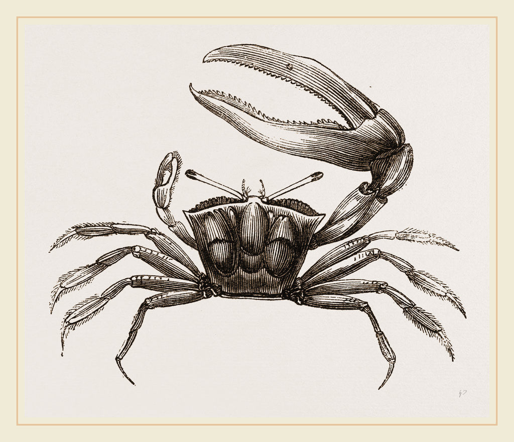 Detail of Gelasimus Marionis by Anonymous