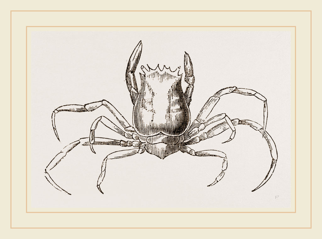 Detail of Ethusa Mascarone by Anonymous