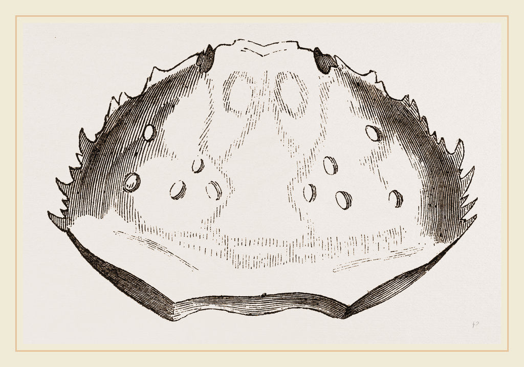 Detail of Carapace of Etisus dentatus by Anonymous