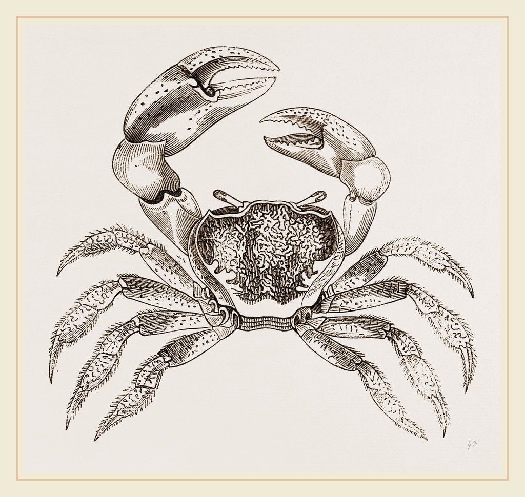 Detail of Cardisoma carnifex by Anonymous